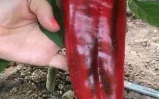 Vitalica / Віталіка