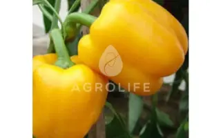 Garnet / Гарнет