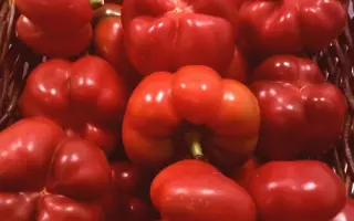 Gogomax / Гогомакс