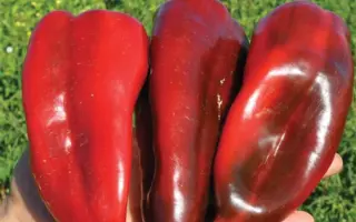 Kapello / Капело