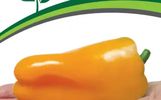 Keessie / Кейсі