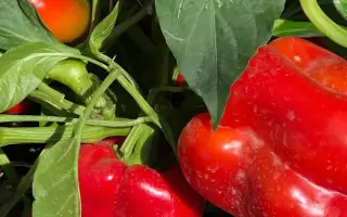 Clovis F1 / Кловіс F1