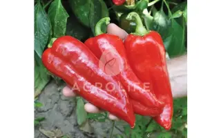 Corinna F1 / Коріна F1