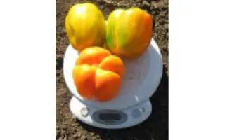 Cupido F1 / Купідо F1