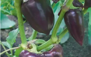 Maximalia F1 BS / Максималия F1