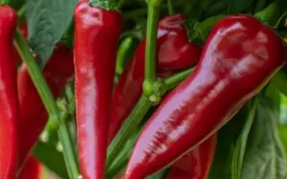 Mersisa / Мерсіса