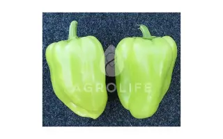 Mintos F1 / Мінтос F1