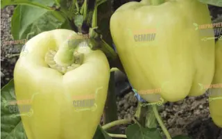 Montecristo F1 / Монтекрісто F1