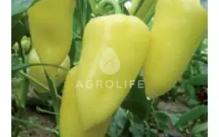 Paradise / Парадіз