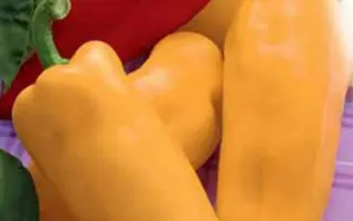 Пионер / Піонер