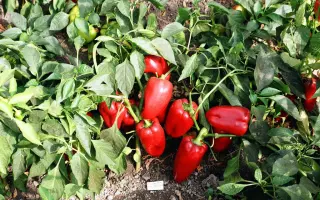 Подарок Молдовы / Подарок Молдови