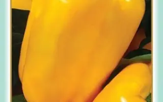 Polka F1 / Полька F1