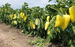 Snowwhite / Сноувайт