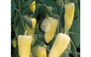 Century F1 / Центурі F1