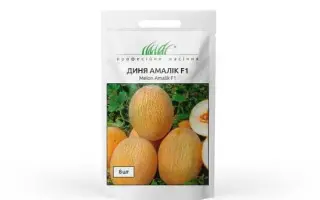 Amalik F1 / Амалік F1