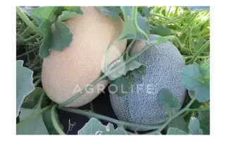 Dayana / ДАЙАНА