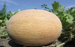 Dakaro / Дакаро