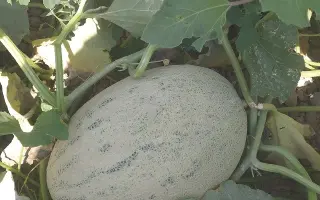 Donpero / Донперо