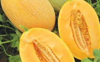 Carriere / Кар'єра