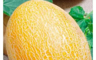 Криничанка