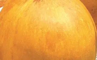 Лыпнева / Липнева