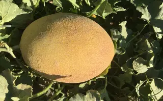 Lookstar / Лукстар