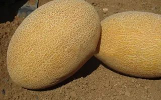 MABELLA / МАБЕЛЛА