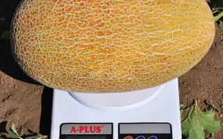 Maziane / Мазін