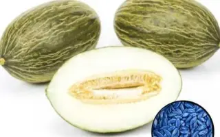 MACABEO / МАКАБЕО