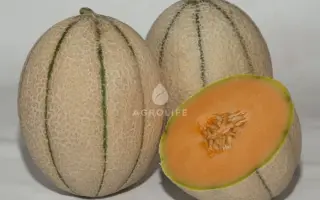 MASSIMO / МАССІМО