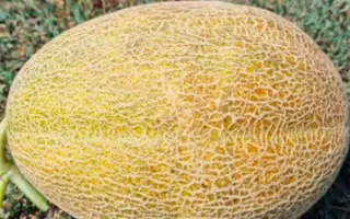 Megarin / Мегарин