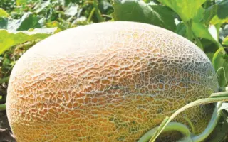 Meіron / Мейрон