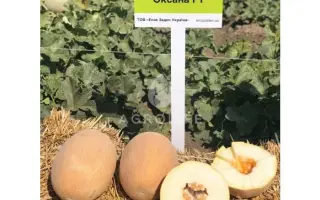 Oksana / Оксана