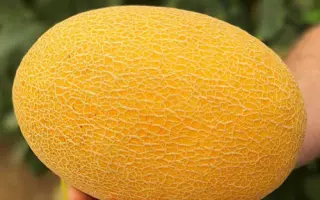 Radmila / Радміла