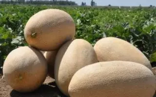 Raymond F1 / Раймонд F1