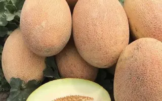 Rebecca / Ребекка