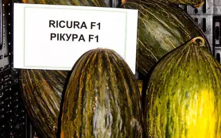 Ricura / Рікура