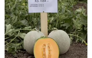 Sevinta / Севінта