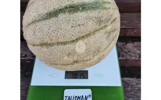 TALISMAN / ТАЛІСМАН