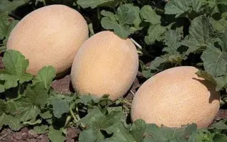 Tribeca / Трібека