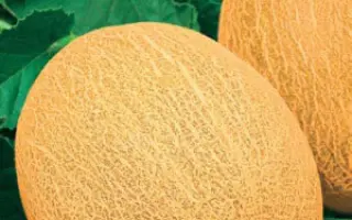 Ananas / Ананас