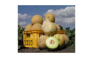 Waller / Воллер