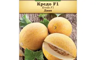 Grido F1 / Грідоу F1