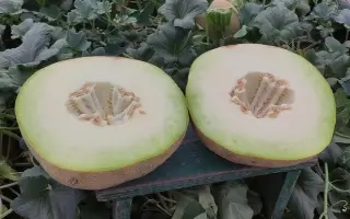 Zaryana F1 / Заряна F1