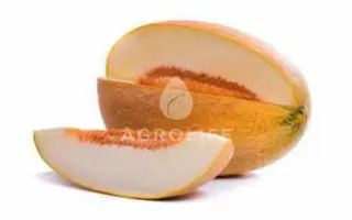 Kalyna / Каліна