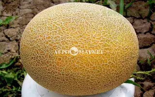 Caramel CL F1 / Карамель КЛ F1