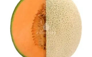 Caribbean King / Каріббіан Кінг