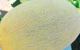 MAN 15025 F1 / МЕН 15025 F1