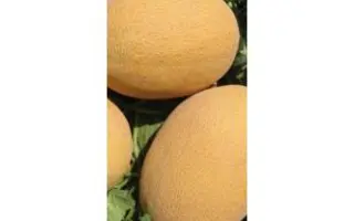 Monarch / Монарх