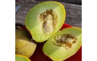 Passport F1 / Паспорт F1